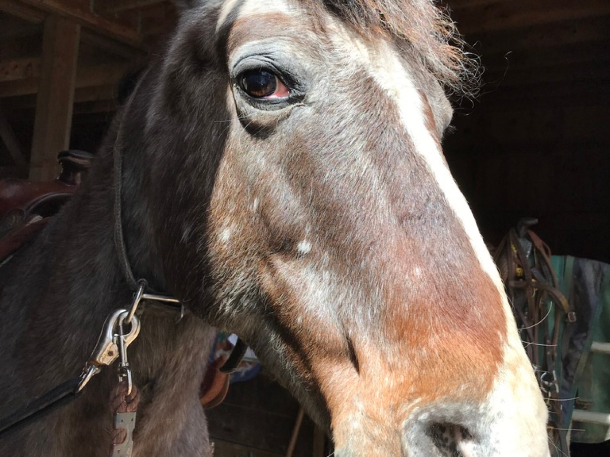 Close-up of a brown horse with a white stripe on its face, standing in a wooden stable.