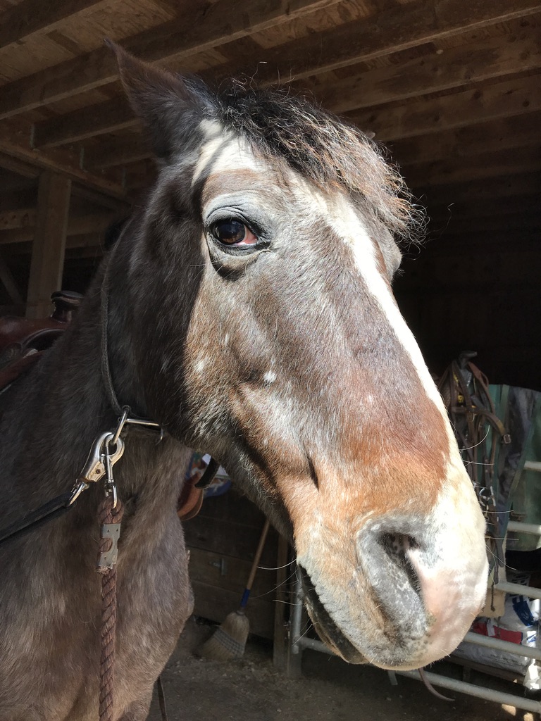Close-up of a brown horse with a white stripe on its face, standing in a wooden stable.