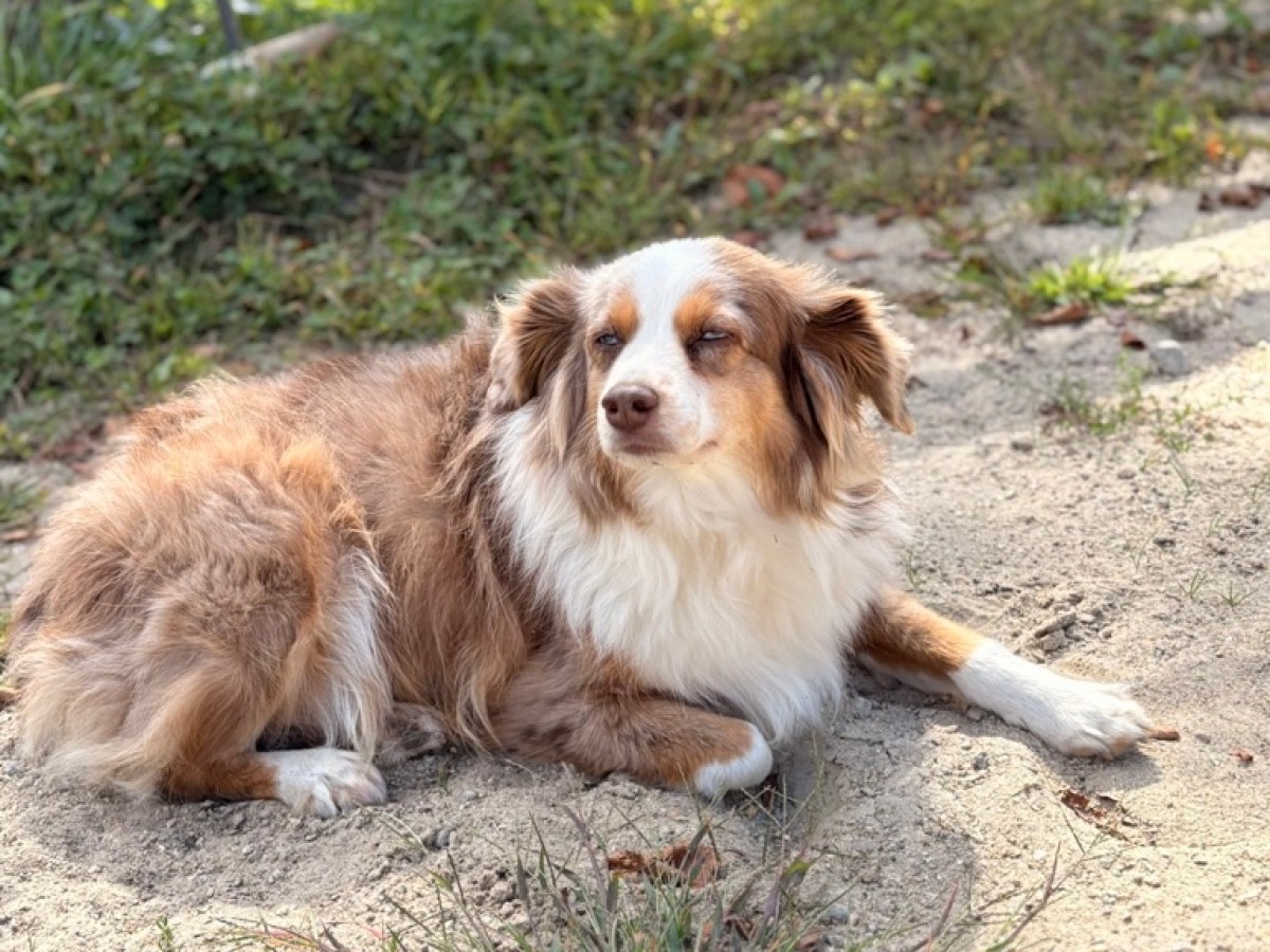 Brown and white dog lying on sandy ground near grass, under wooden structure.