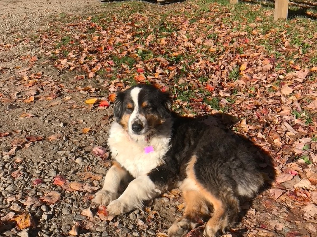 Dog lying on fallen autumn leaves with a tractor in background.