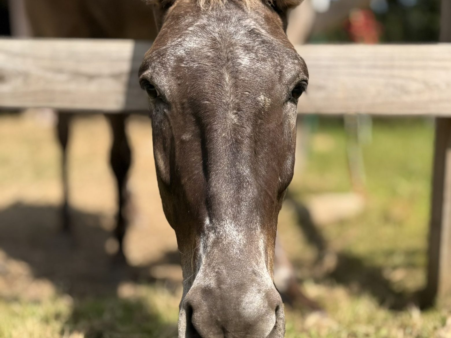 Close-up of a brown mule's face with large ears, standing behind a fence in a grassy area.