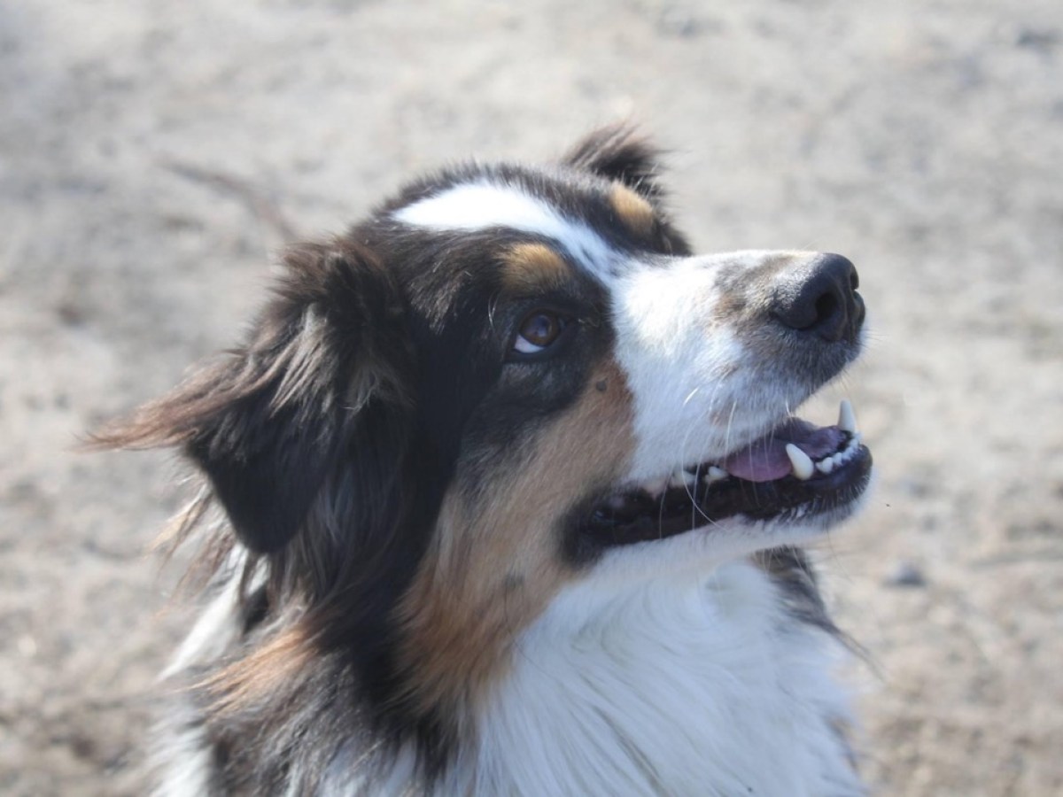 Smiling dog with black, brown, and white fur looking upwards on a sunny day.