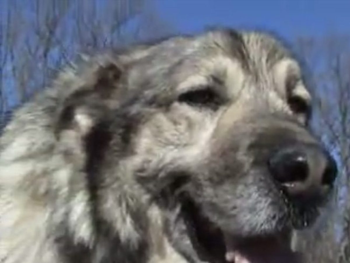 Close-up of a fluffy dog outdoors against a clear blue sky.
