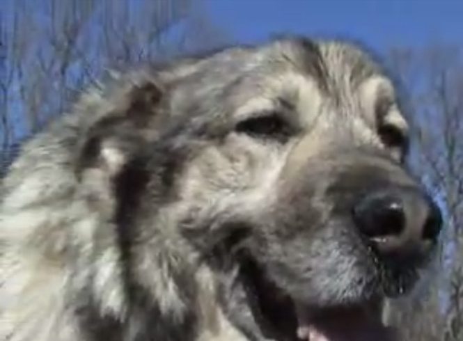 Close-up of a fluffy dog outdoors against a clear blue sky.