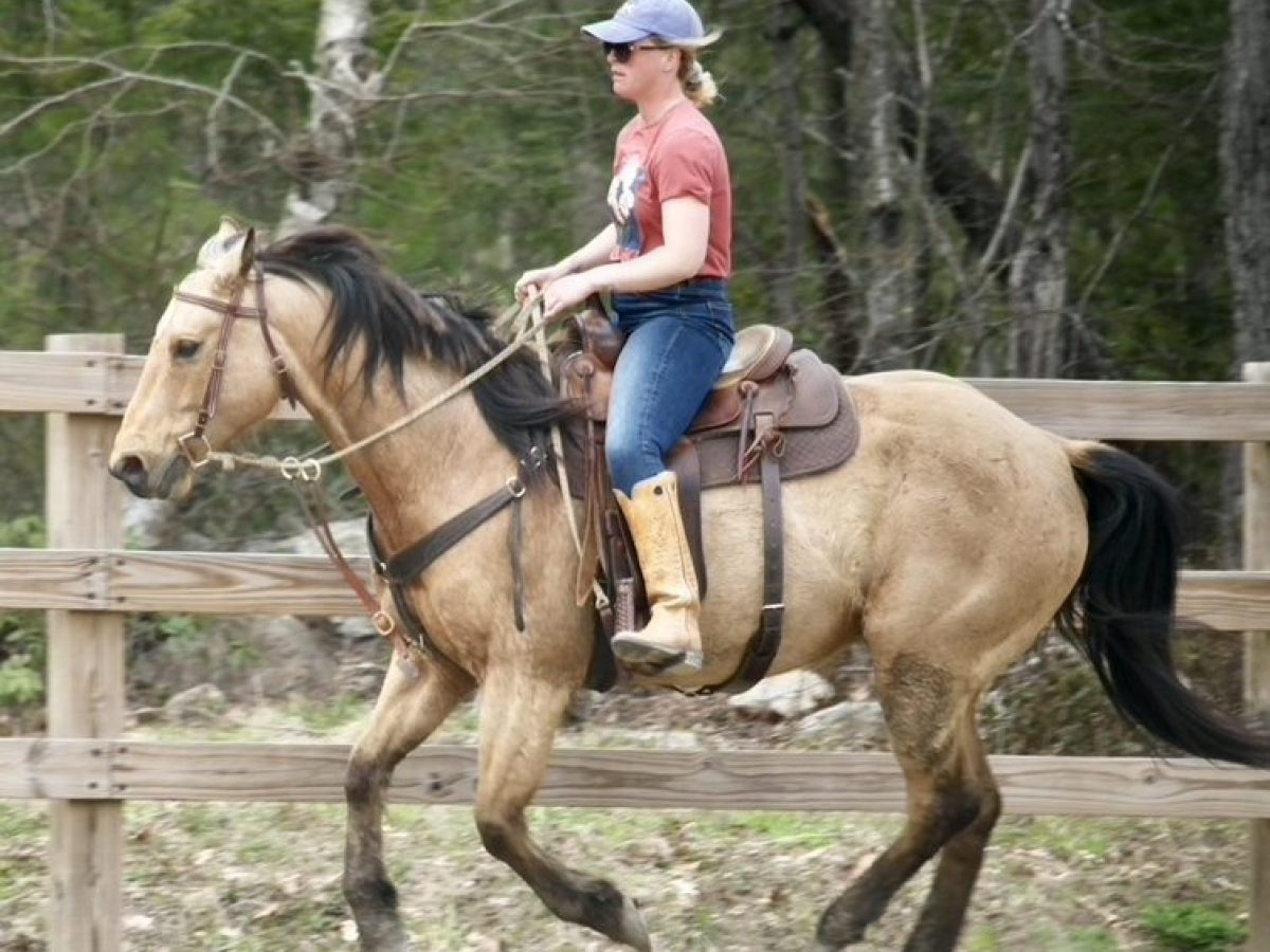 Person riding a brown horse along a fenced dirt path with trees in the background.