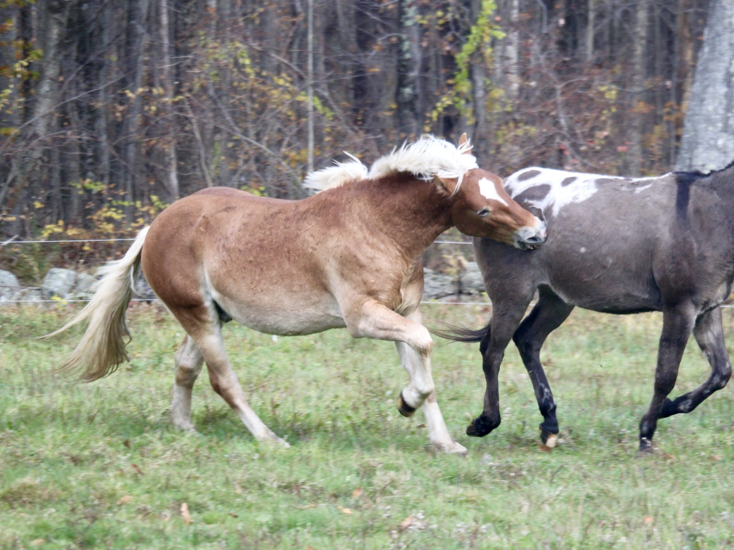 A horse and a mule running in a grassy field near a forest.