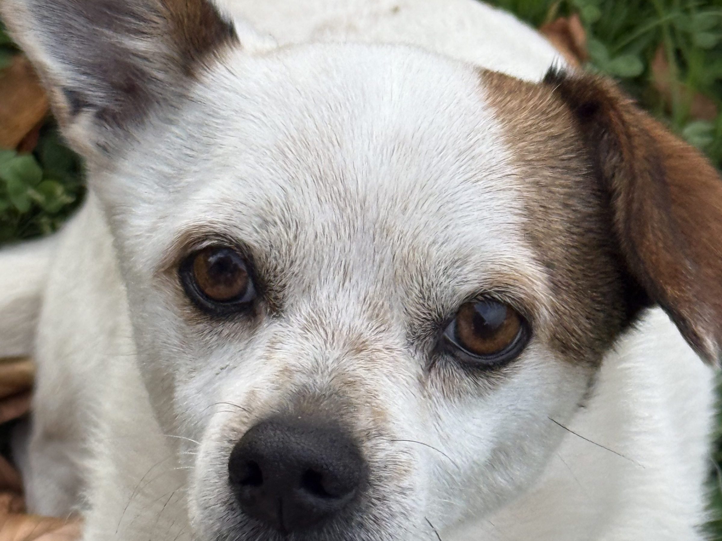 Close-up of a small dog with brown and white fur on grass with leaves.