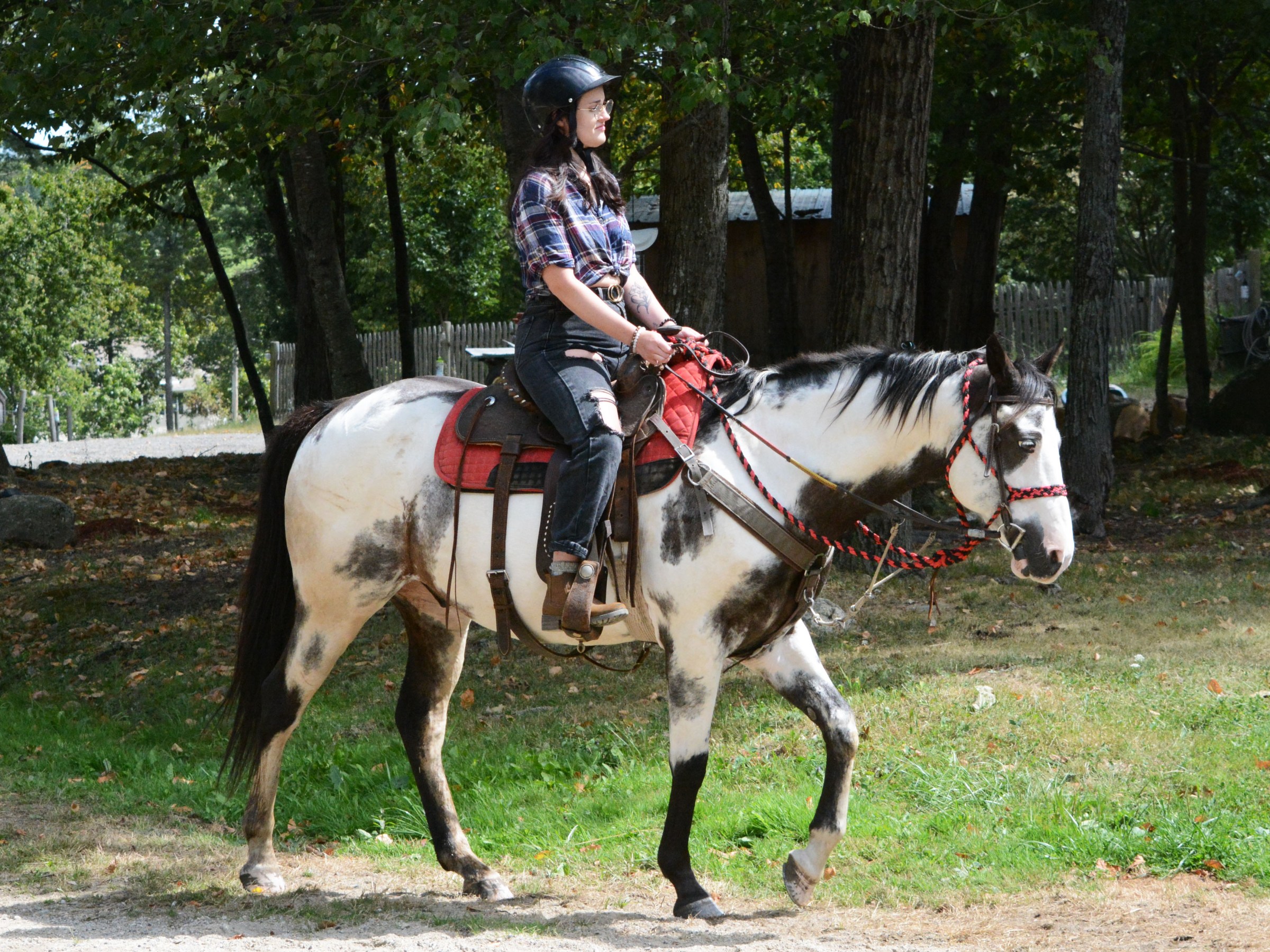 Person wearing a helmet rides a spotted horse in a wooded area.
