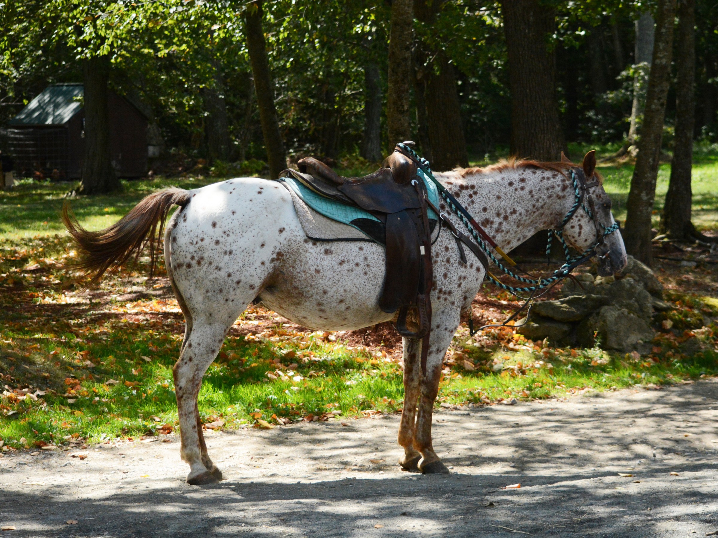 Spotted horse with a saddle standing in a wooded area with sunlight.