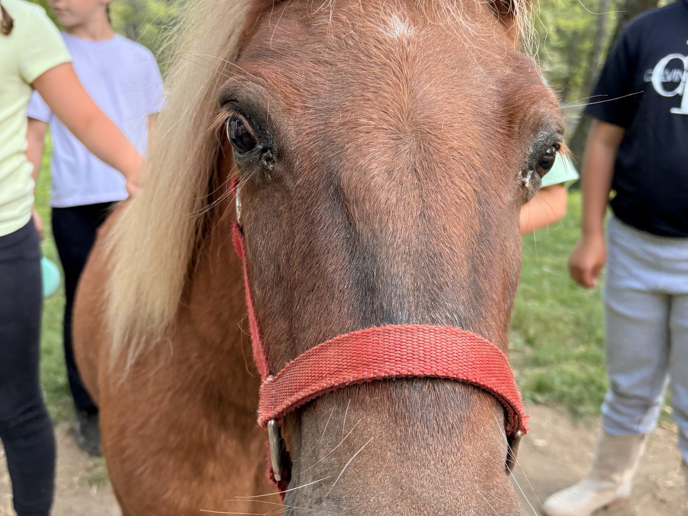 Close-up of a brown pony with a red halter, people standing nearby.