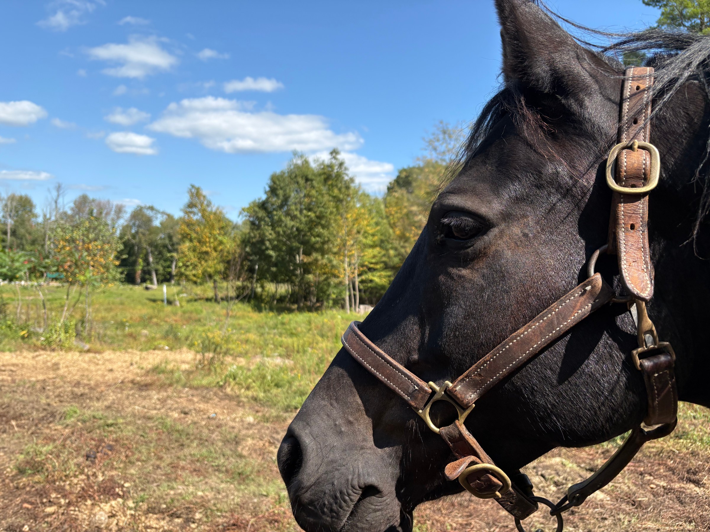 Close-up of a horse's head with a bridle, outdoors on a sunny day.