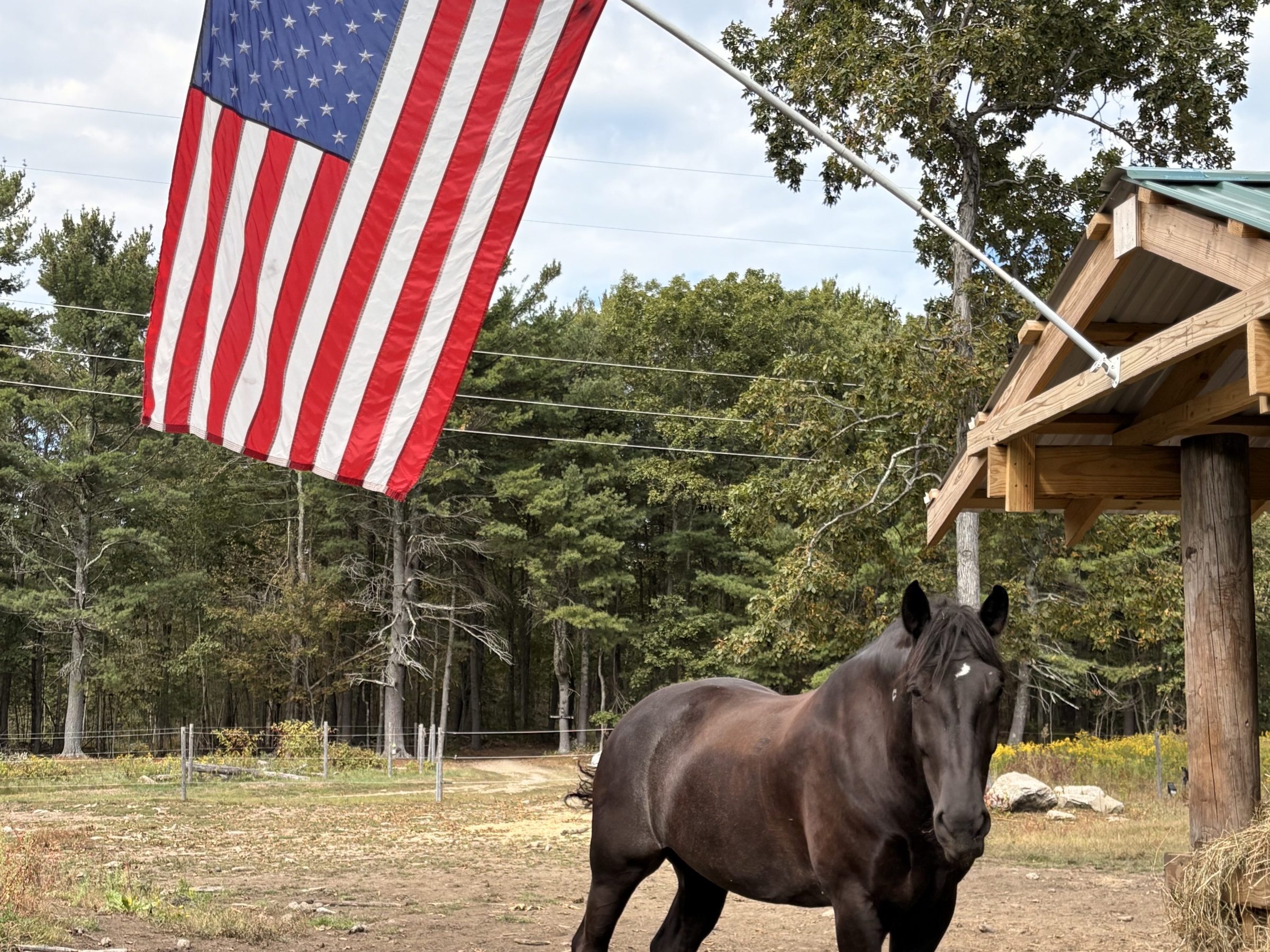 Black horse stands near a U.S. flag and wooden structure in a wooded area.