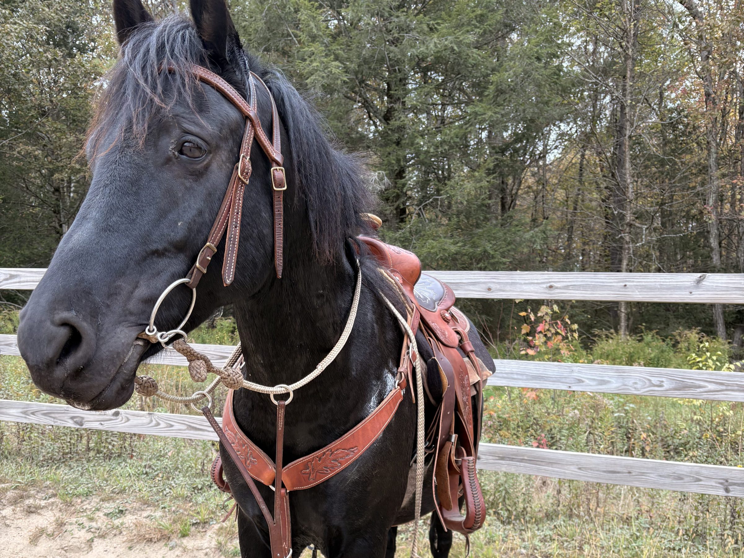 Black horse with saddle and bridle standing near a wooden fence.