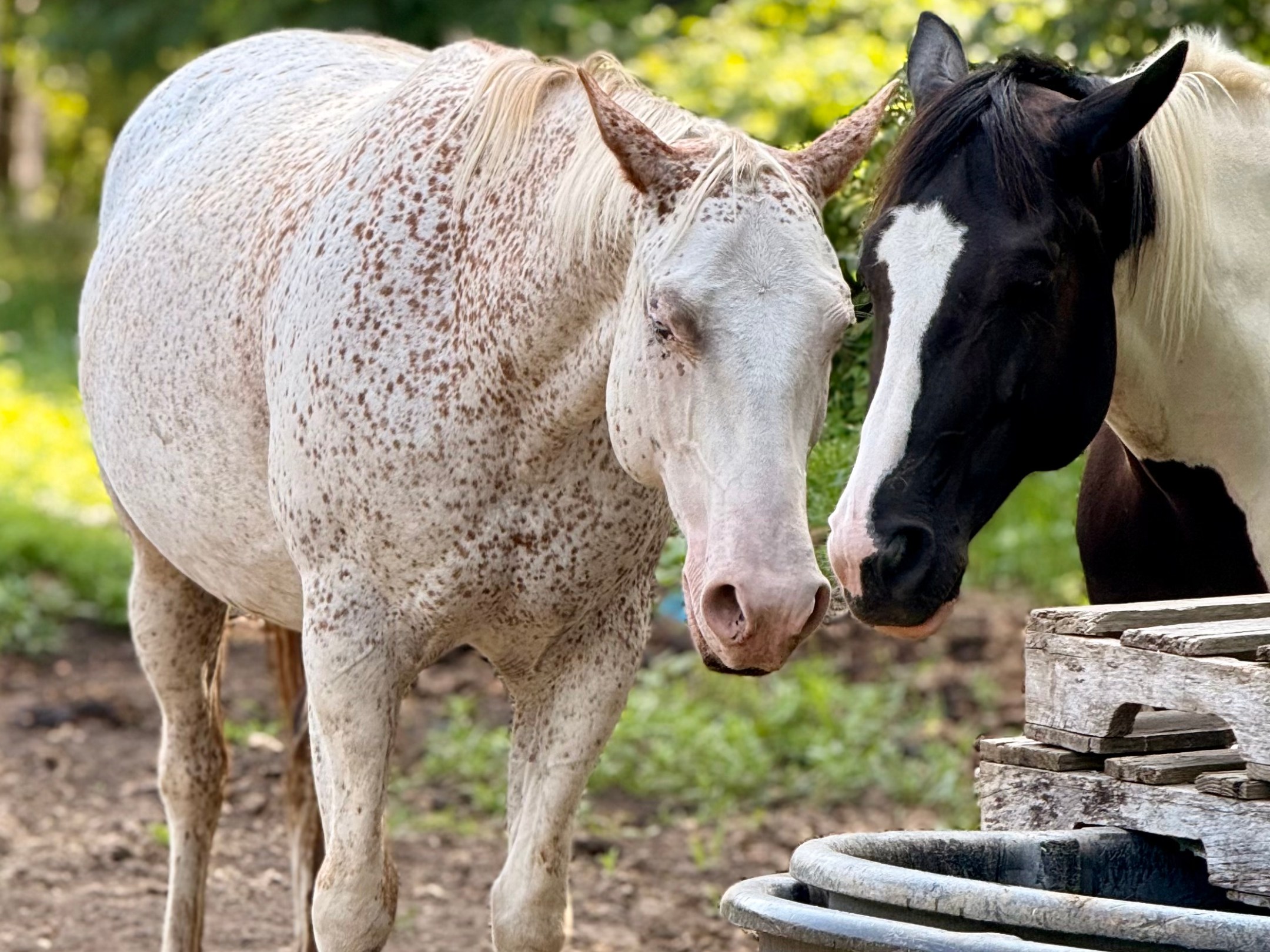 Two horses standing close together in front of a water trough outdoors.