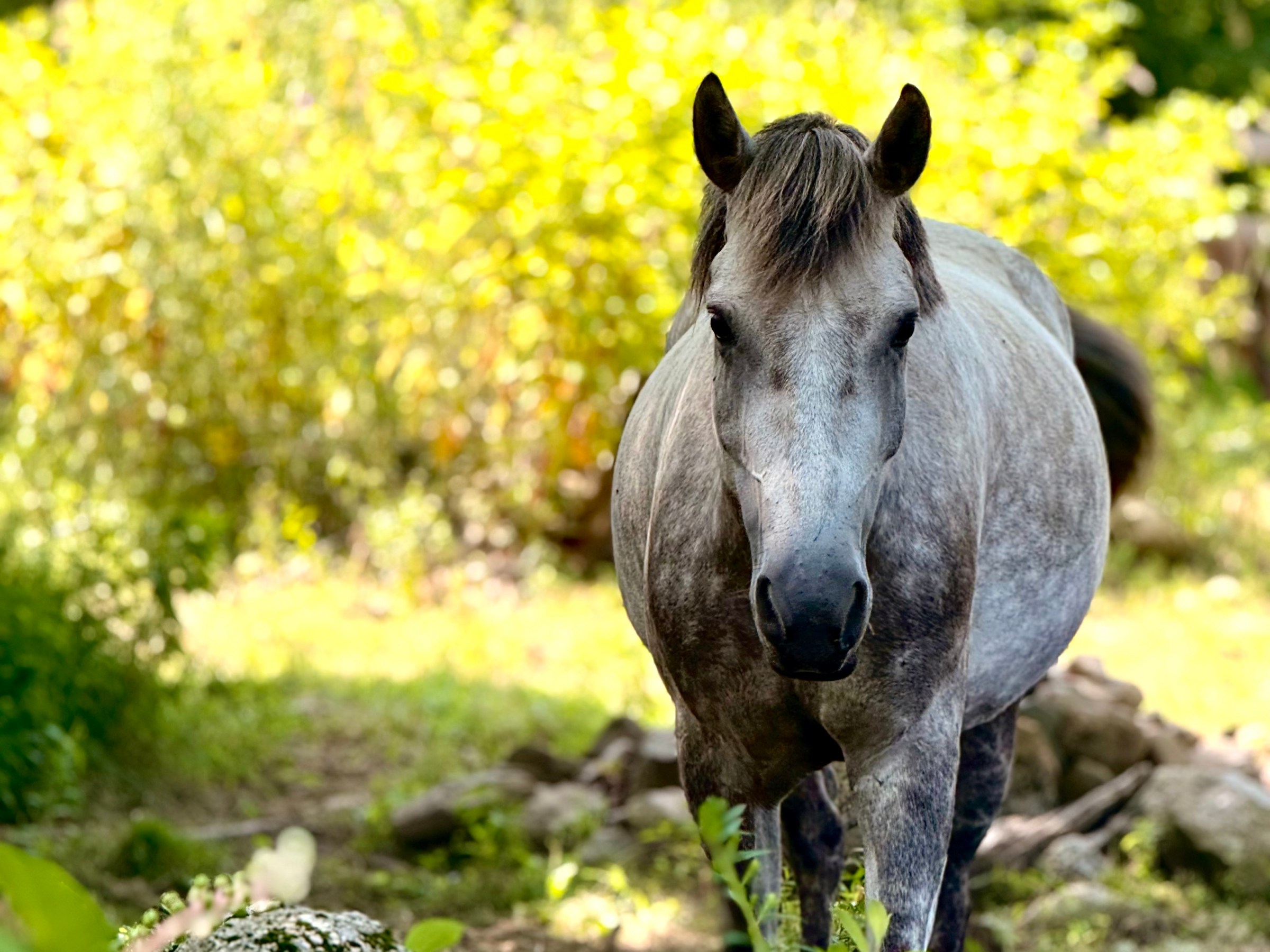 Gray horse standing on a grassy path surrounded by trees and foliage.