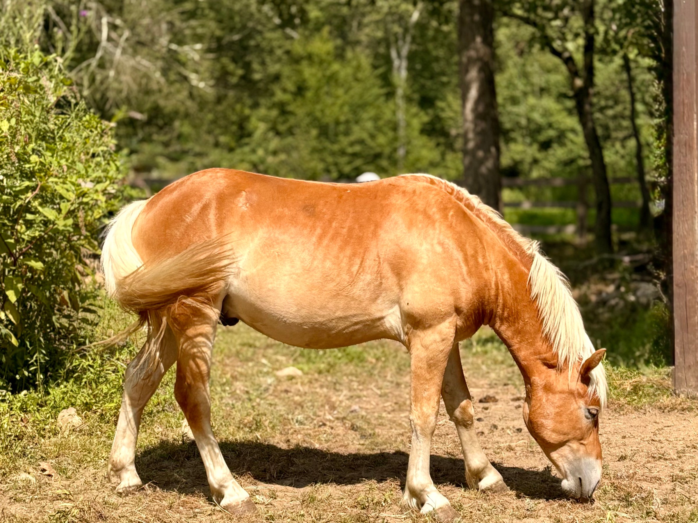 A light brown horse grazing in a sunny, wooded area.