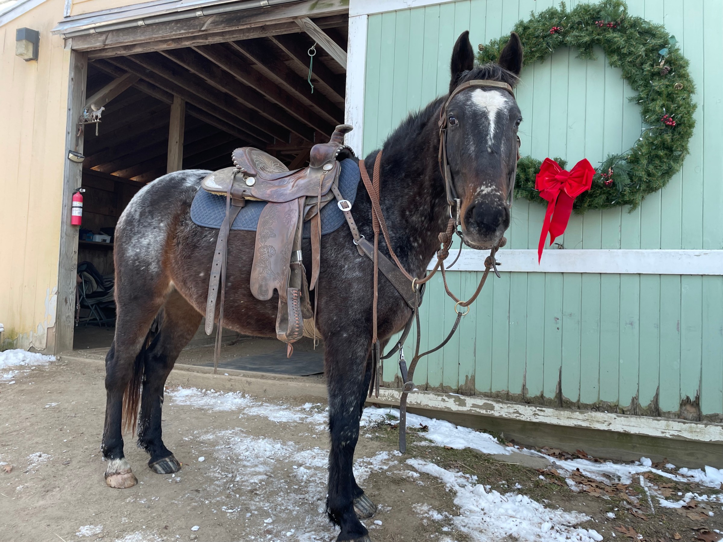 Horse with saddle stands near a barn door, with a wreath and red bow on the wall.