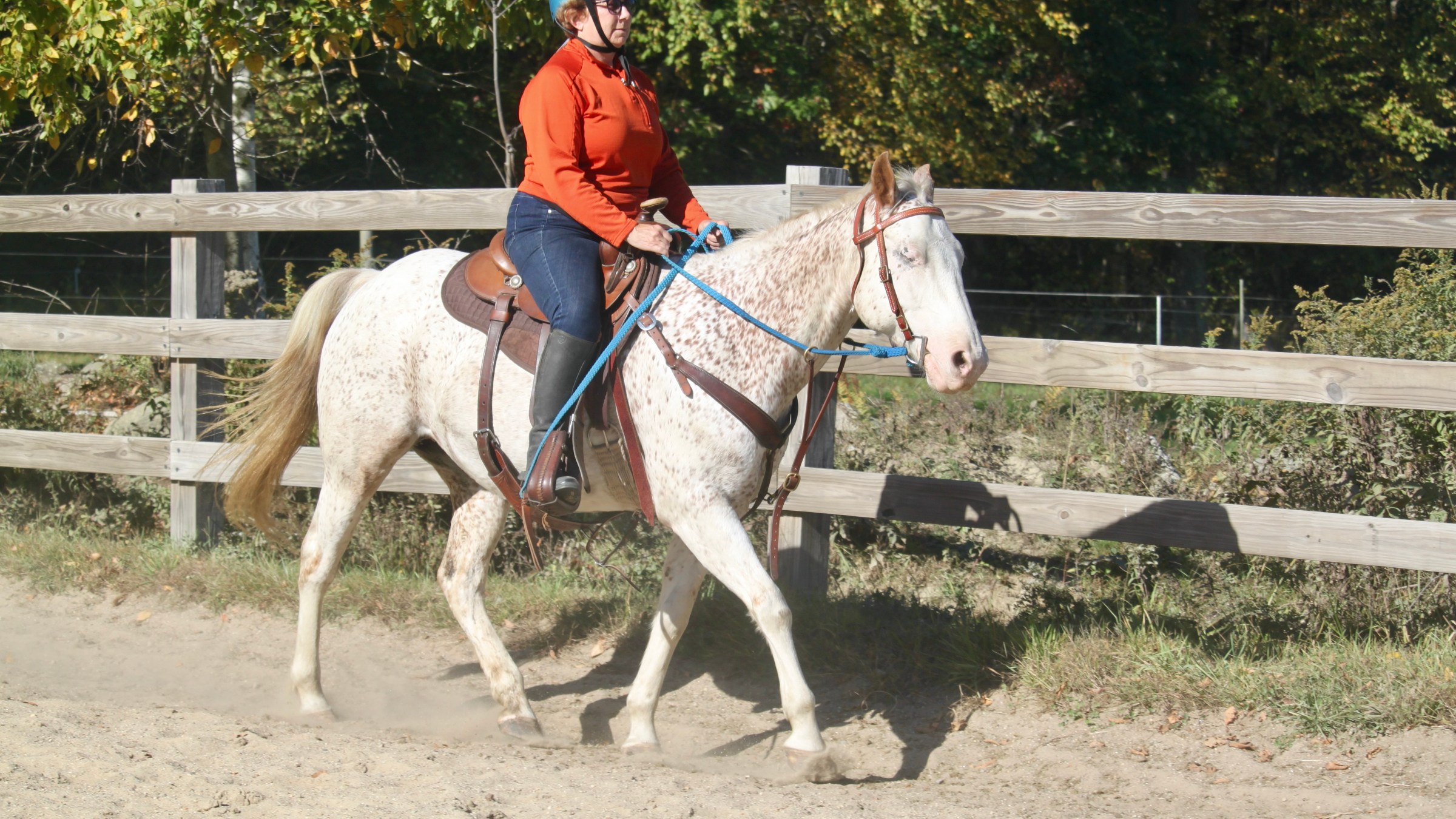 Person in orange shirt riding a speckled horse in an outdoor fenced area.