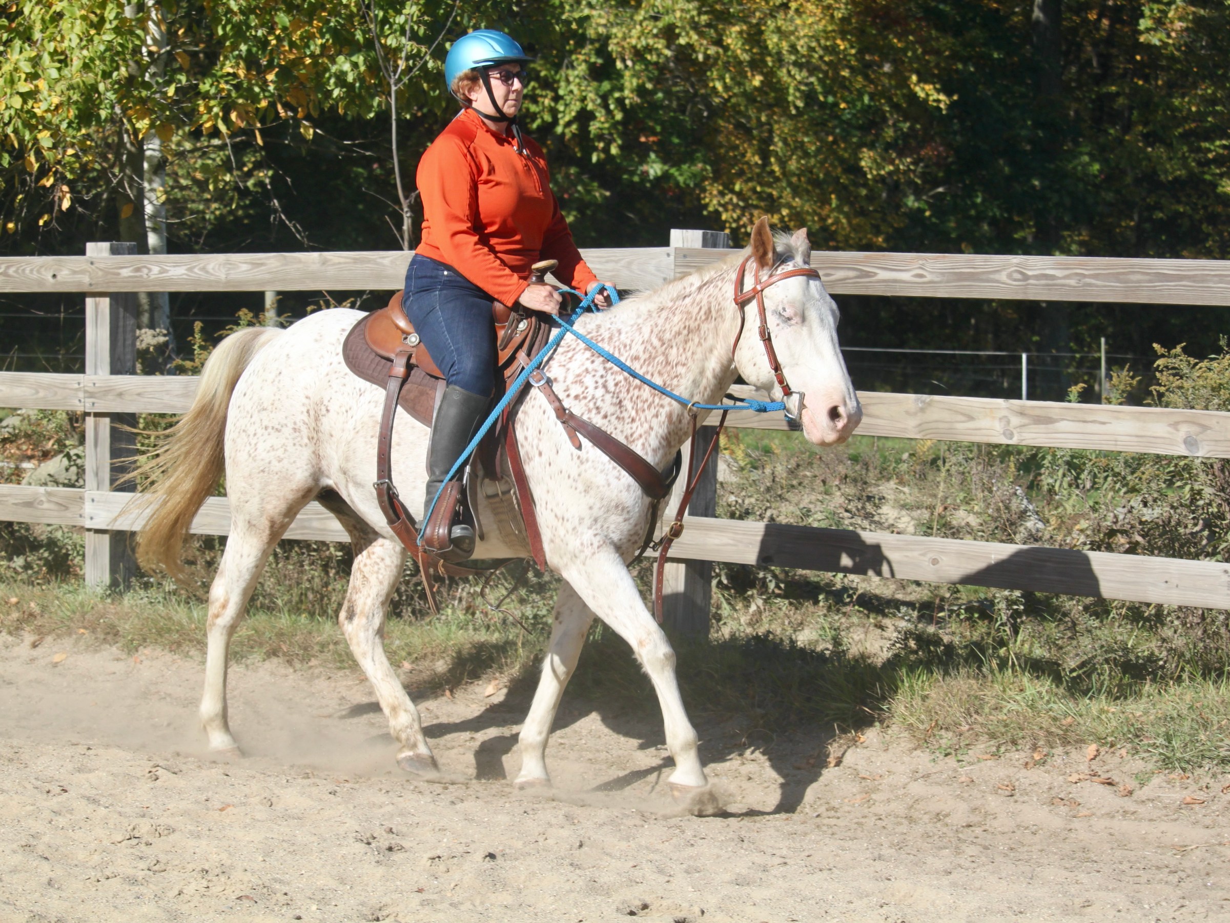 Person in orange shirt riding a speckled horse in an outdoor fenced area.