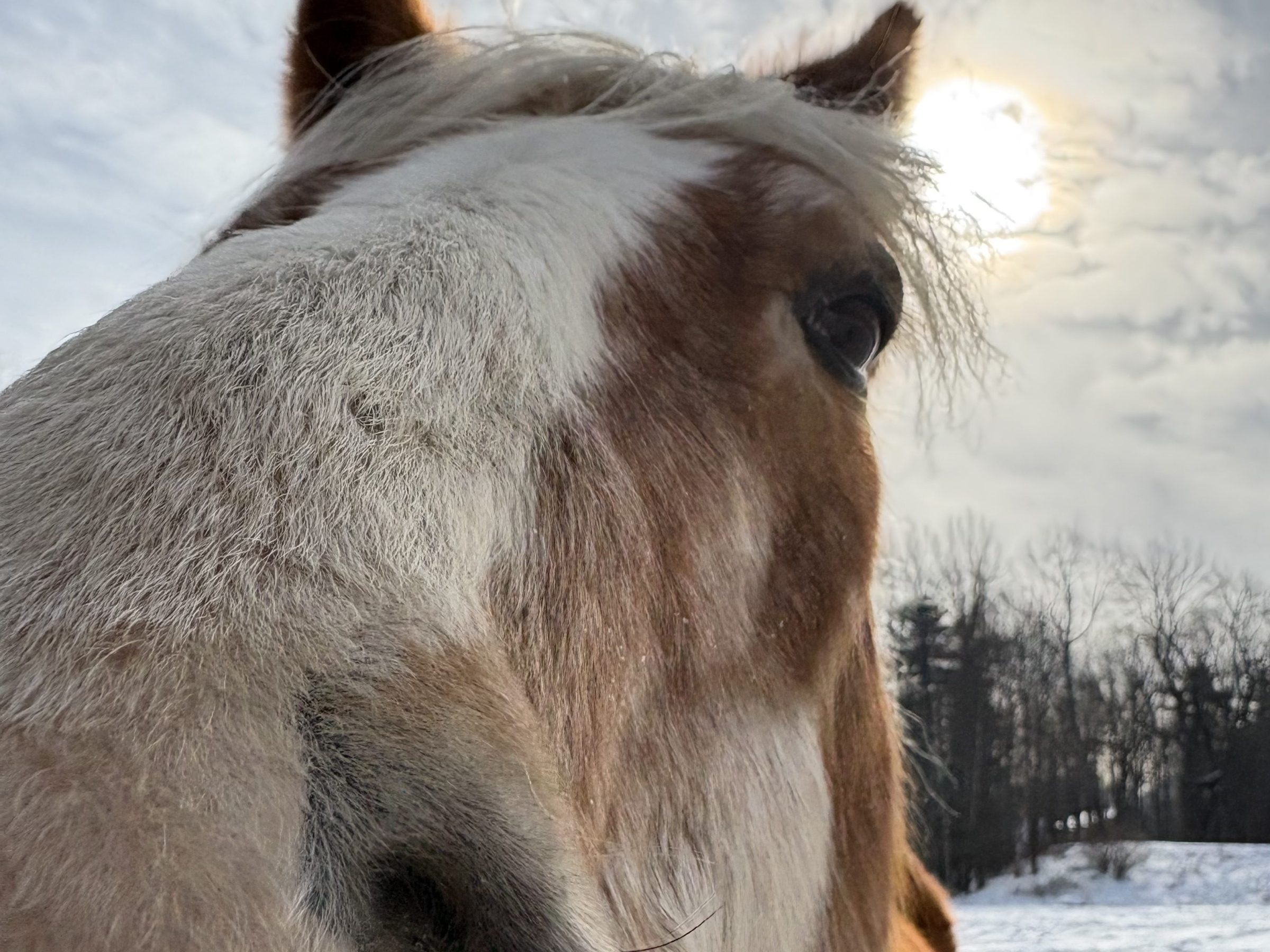 Close-up of a horse's face with snow-covered field and trees in the background.