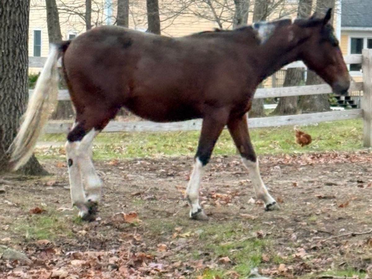A brown horse walking in a leafy yard with trees and a wooden fence in the background.