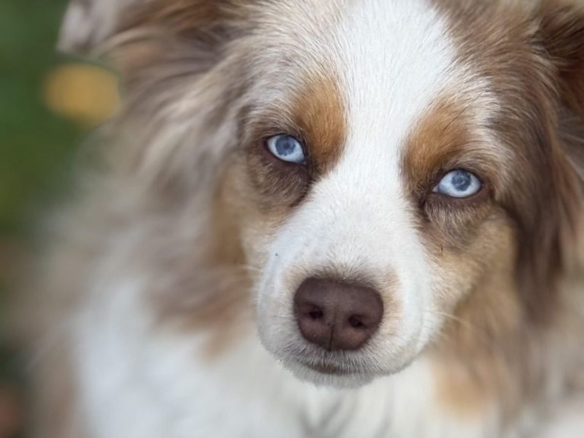 Close-up of a dog with blue eyes and fluffy fur looking at the camera.