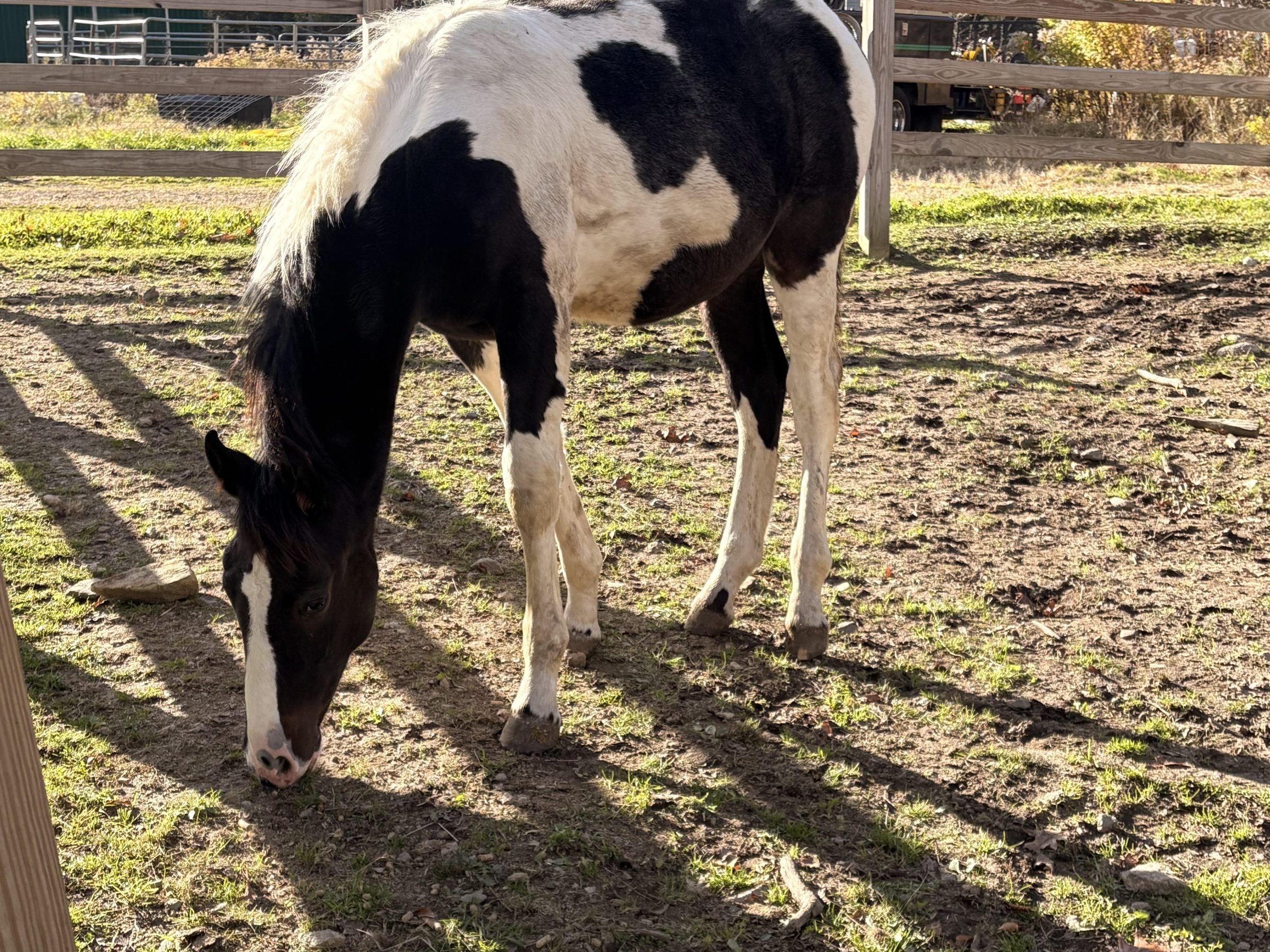 Black and white horse grazing in a fenced paddock with trees in the background.