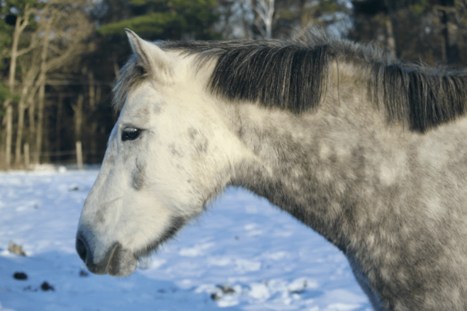 Young horses playing in a snowy field at the Ranch