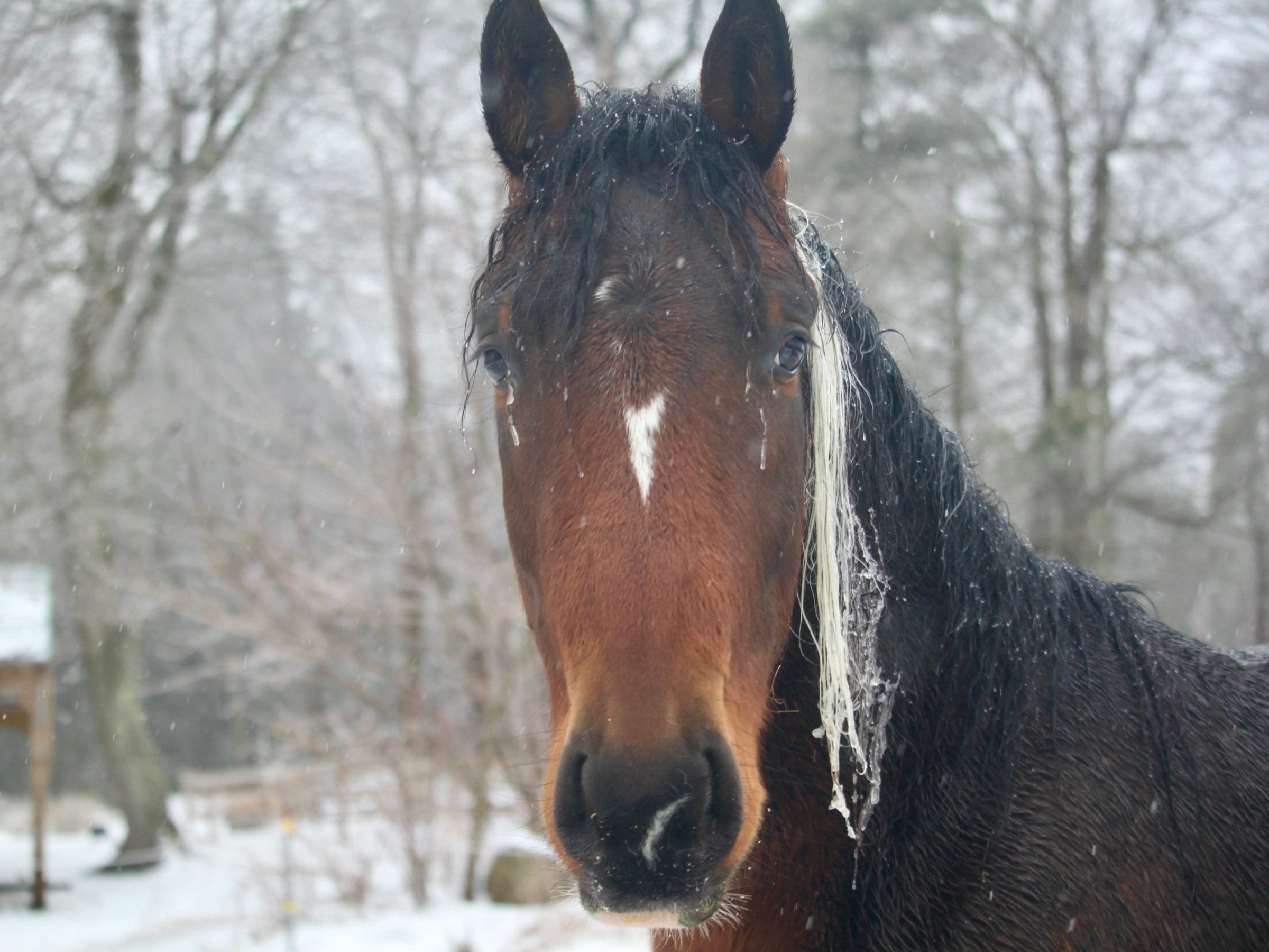 Horse with icy mane and snowy background in a winter scene.