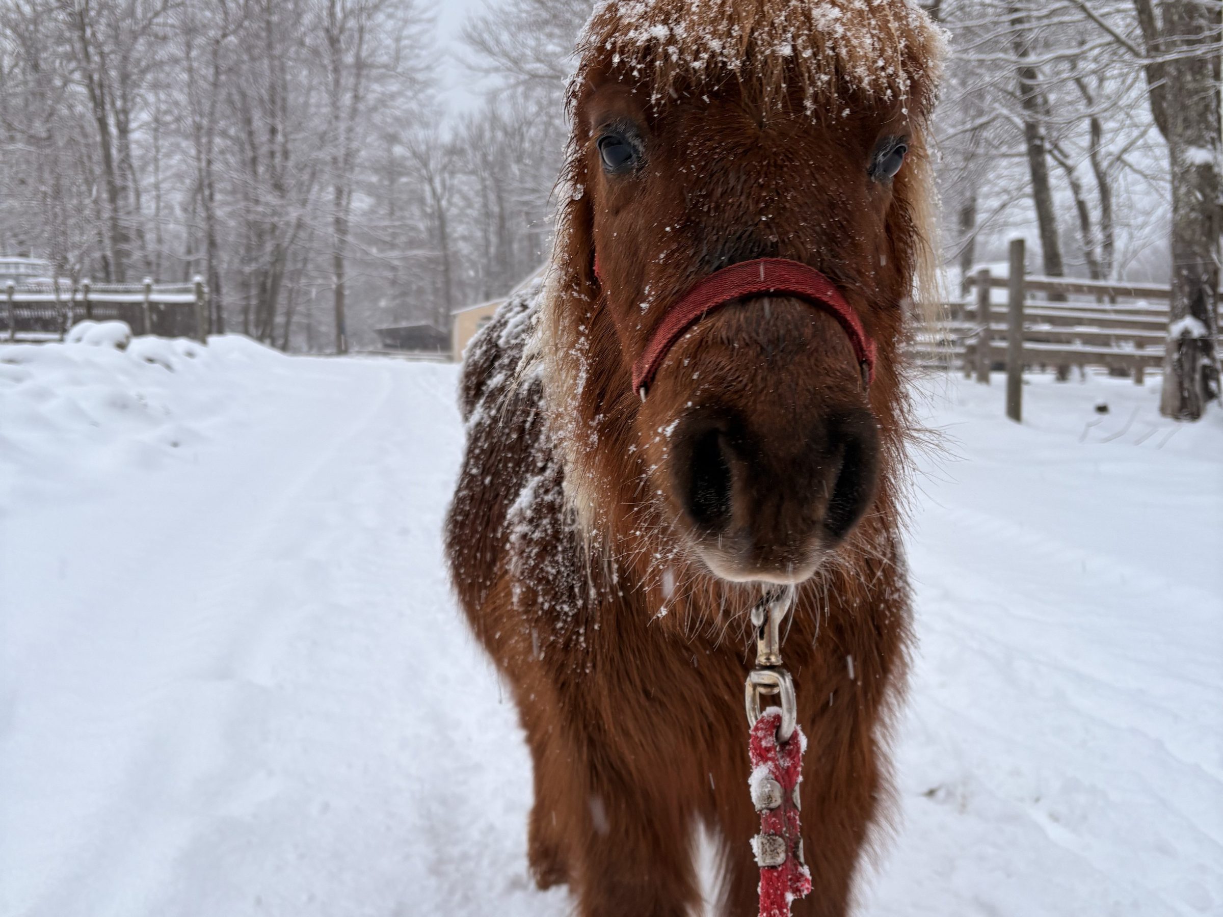 Brown pony with red halter standing on snowy path, trees and fencing in background.