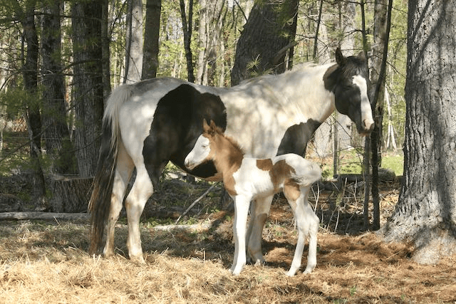 Horse and foal standing together in a wooded area.