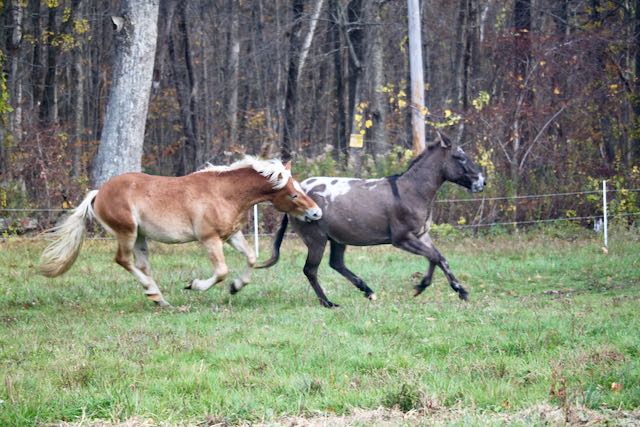 Two horses running in a grassy field near a forest.