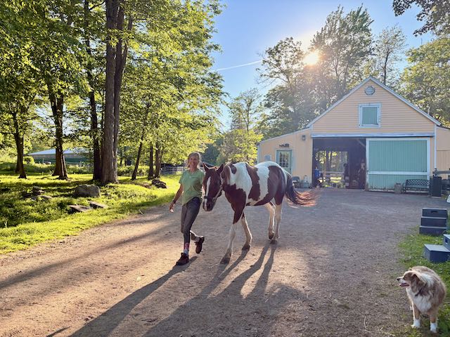 Person leading a horse near a barn on a sunny day, with a cat nearby.
