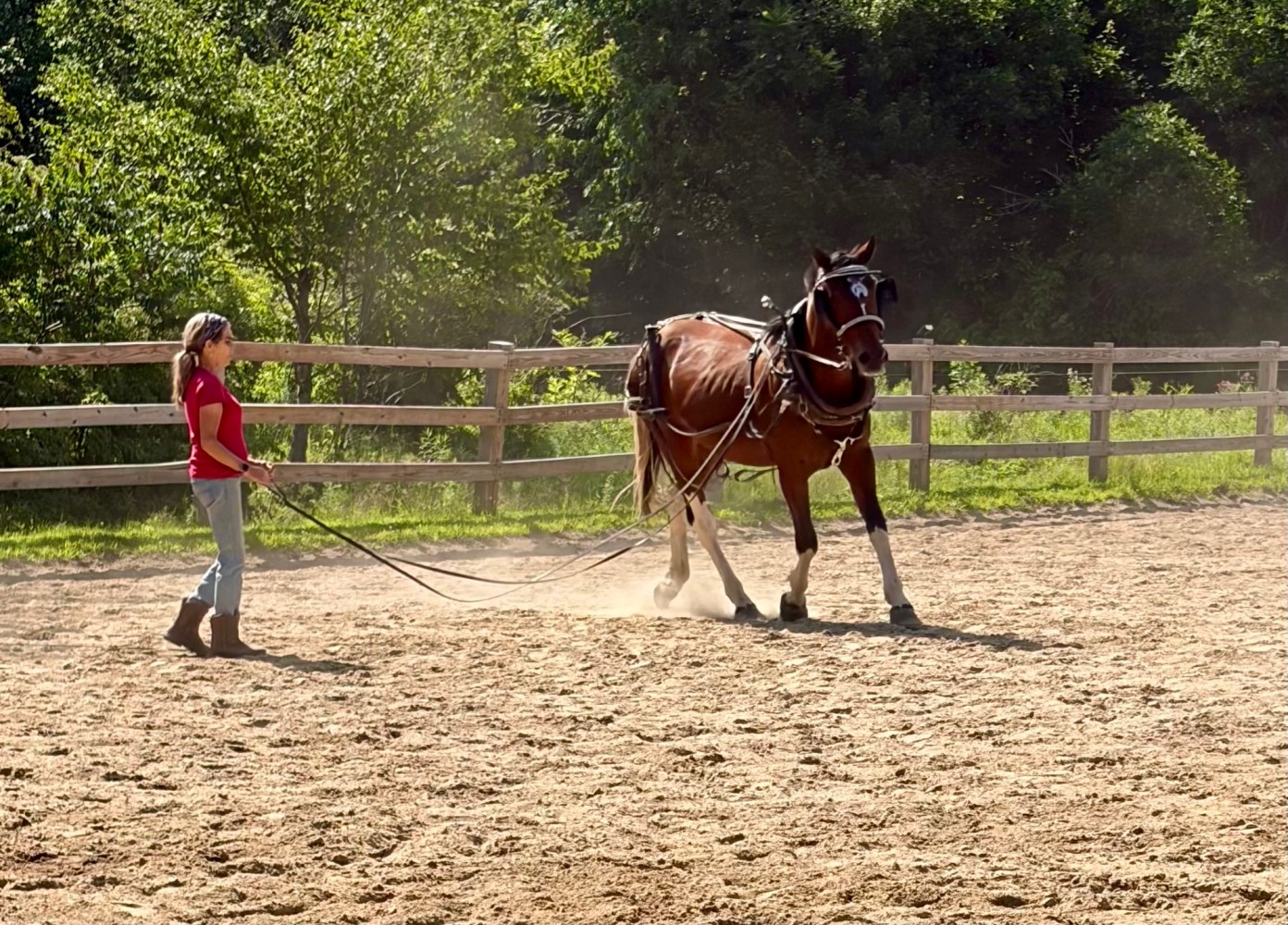 Longeing Reece in a harness for driving training