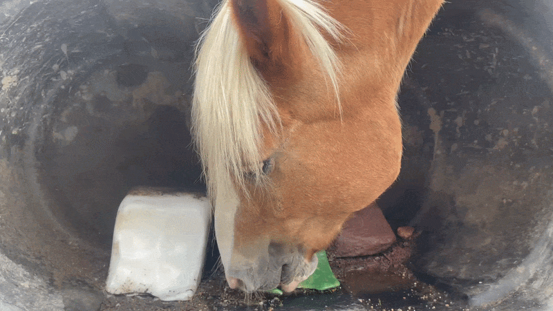 Horse eating from a black tub with ice, brown, and green items.