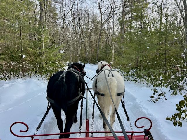Two horses pulling a sleigh through a snowy forest path.